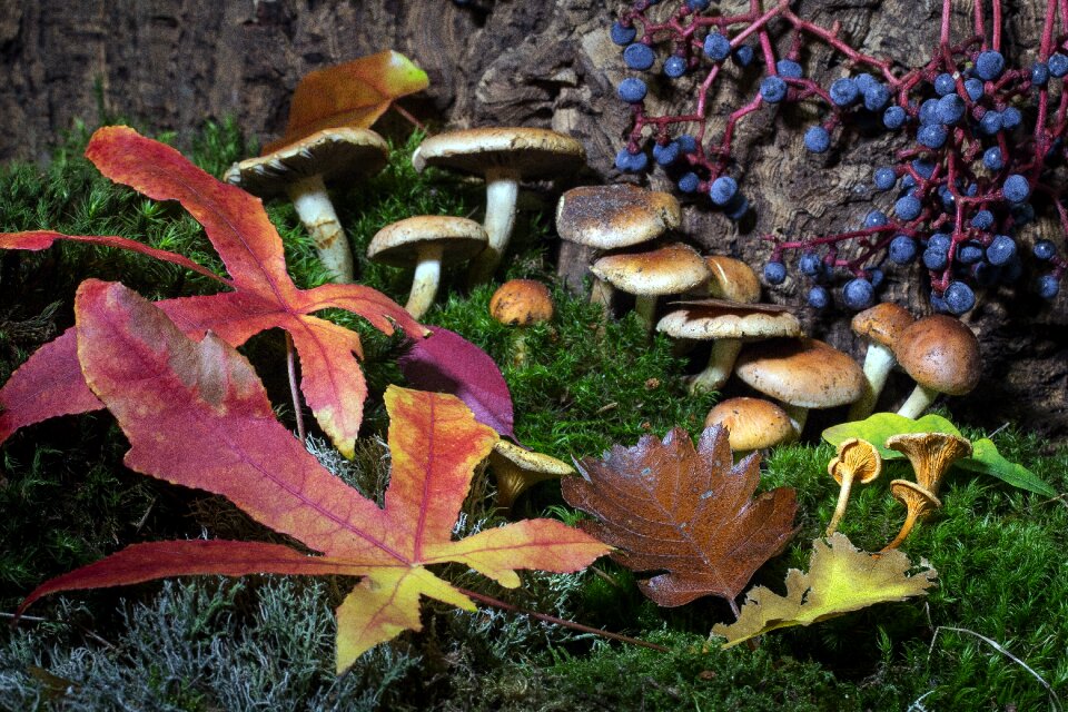 Moss mushrooms berries