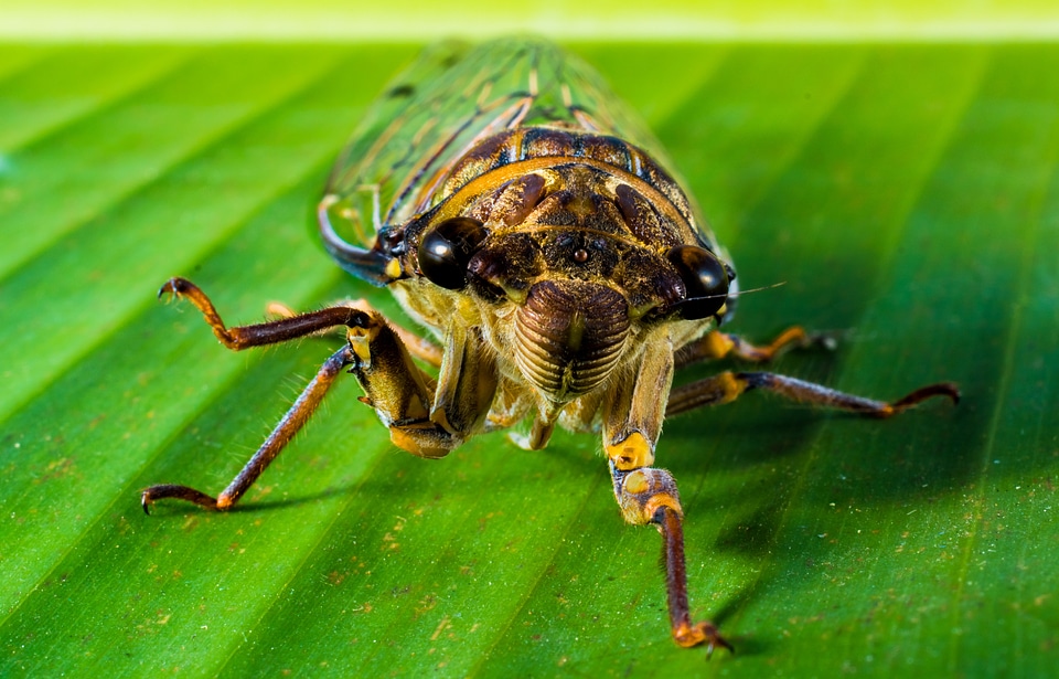 New insect whopper close up photo