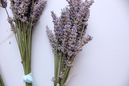 Aromatherapy bloom flower