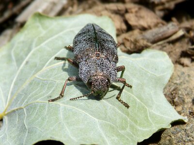 Leaf coleoptera bright