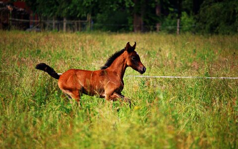 Thoroughbred arabian meadow gallop