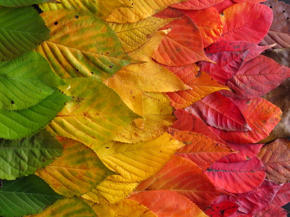 Autumn fall rainbow