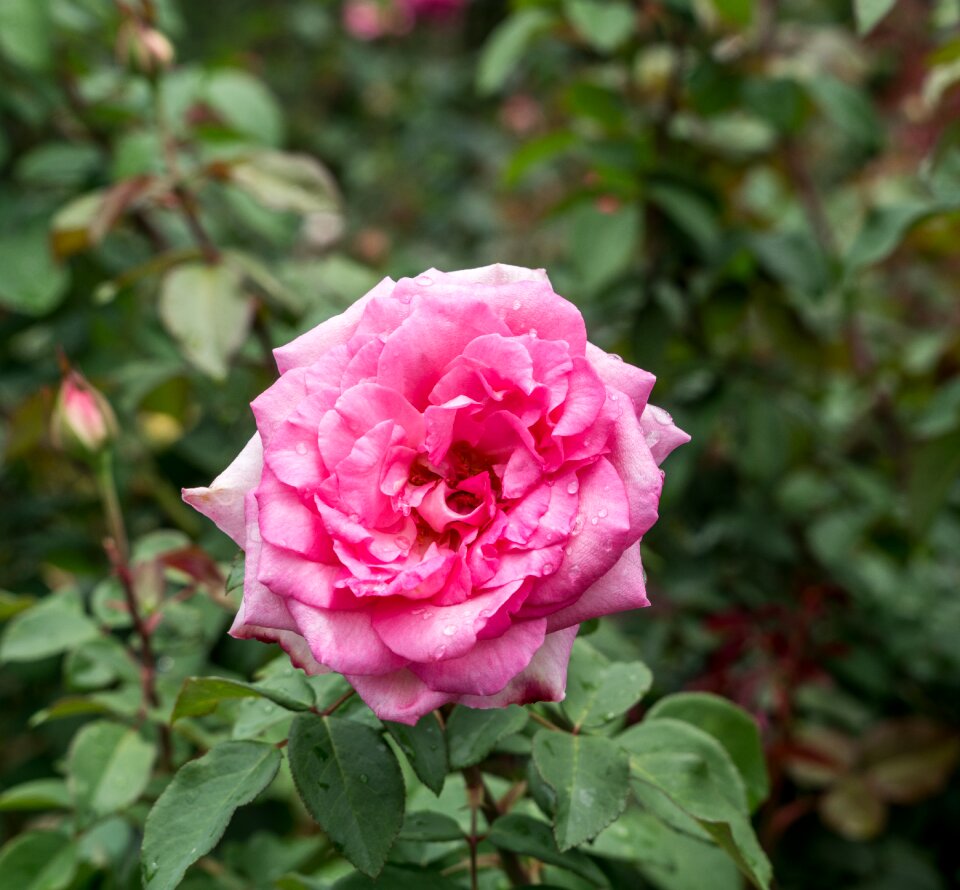 Gardening plant nature