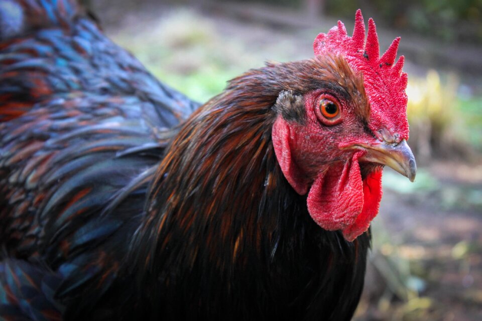 Chicken hahn animal
