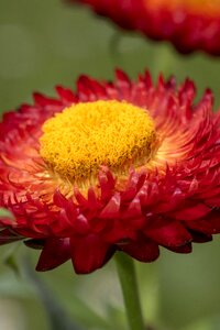 Background yellow plant