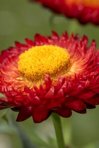 Background yellow plant photo