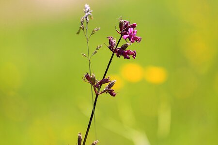Nature flowers bright