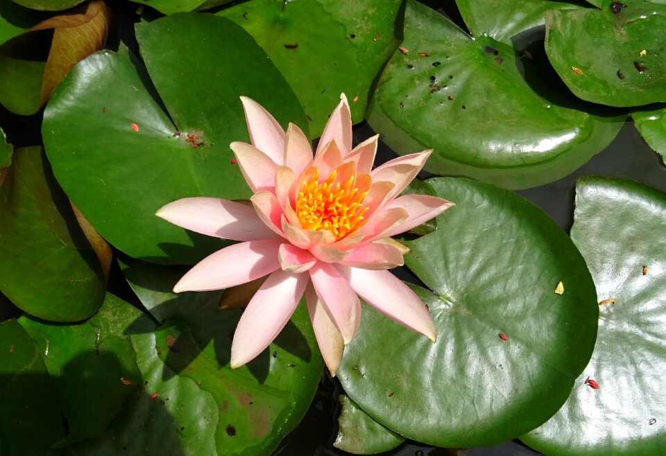 Peach glow nymphaeaceae lily