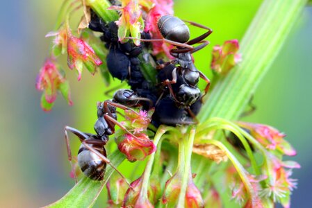 Lasius black ants foraging