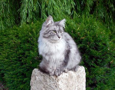 Pet domestic cat cute