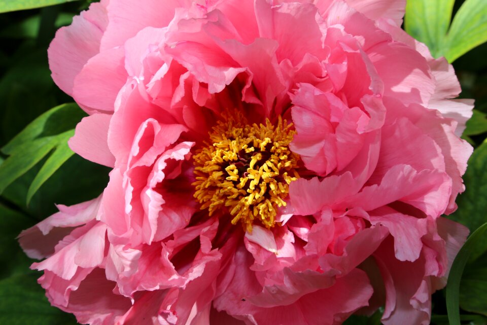 Chinese dendritic peony photo