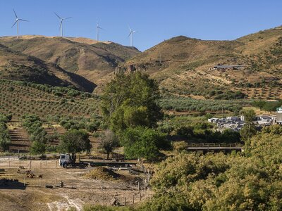 Olive trees regajos wind farm photo