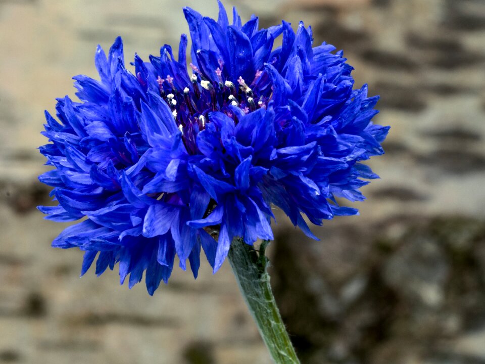 Cornflower blue macro