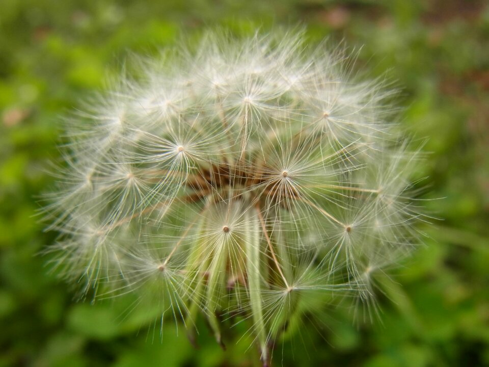 Flowers wild grass close up