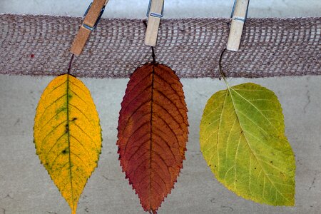 Clothespins autumn leaf color