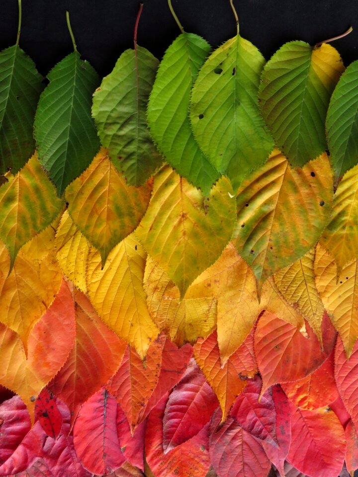 Autumn leaves fall rainbow