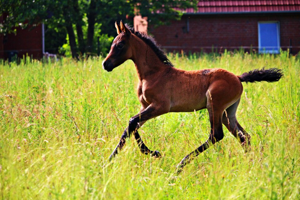 Thoroughbred arabian meadow gallop