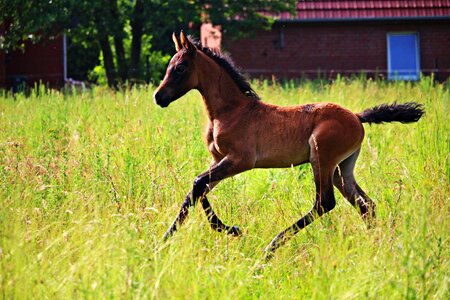 Thoroughbred arabian meadow gallop