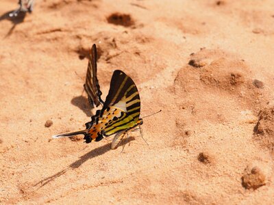 Ground colorful wings photo
