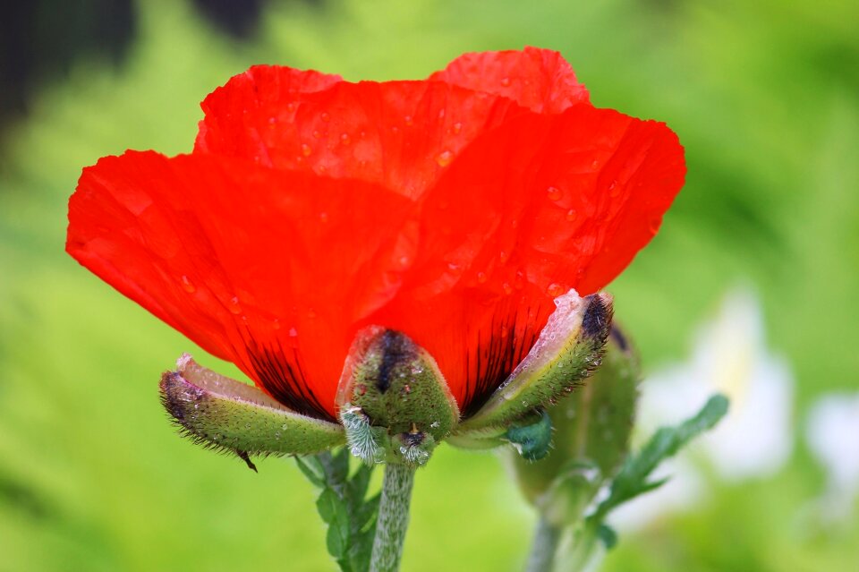 Wet flower blossom