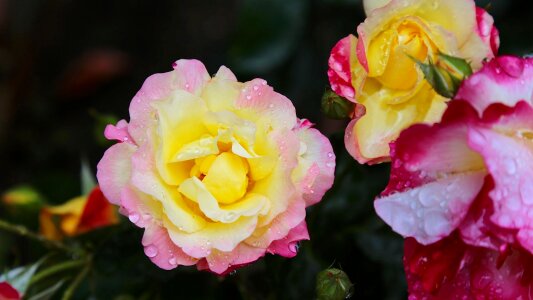 Japan rose flowers photo