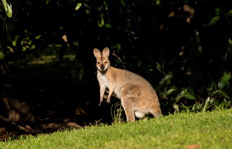 Australia queensland marsupial