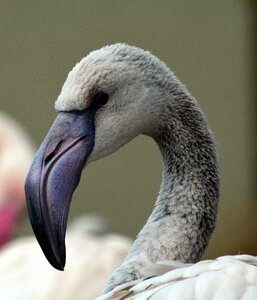 Gray flamingo bird
