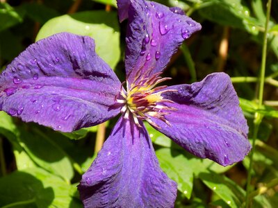 Clematis ranunculaceae violet photo