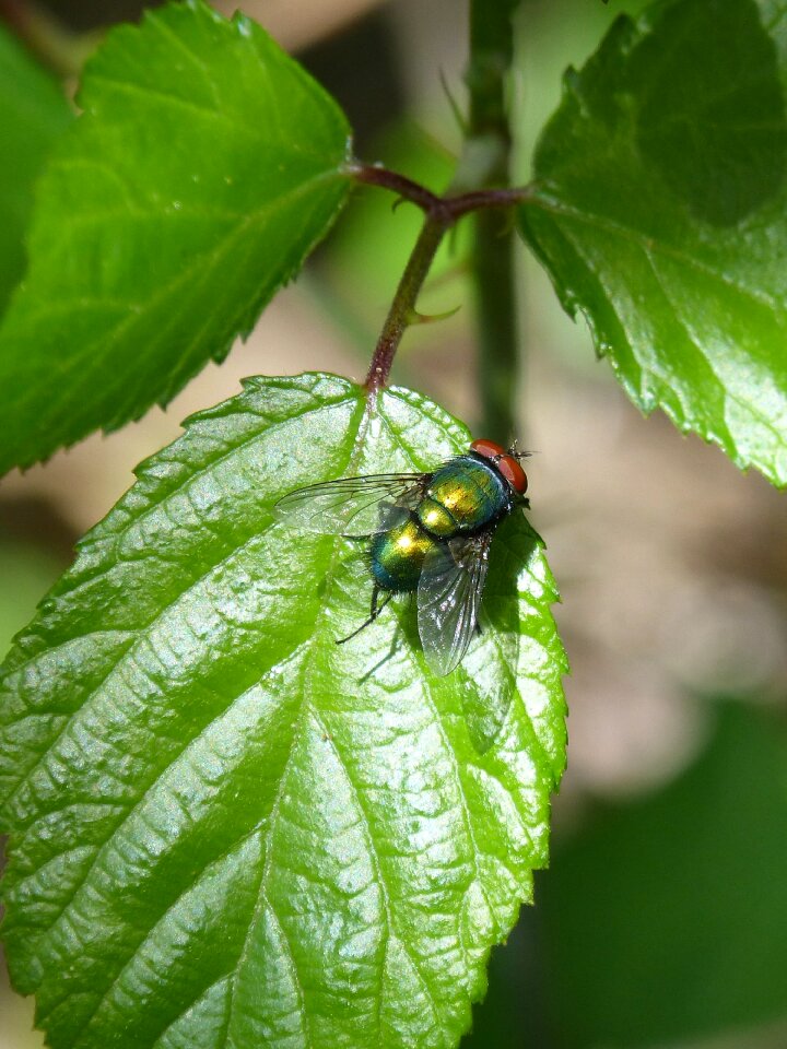 Botfly iridescent insect