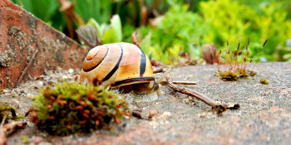 Animal shell reptile photo