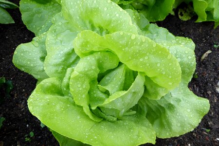 Green vegetables cold food