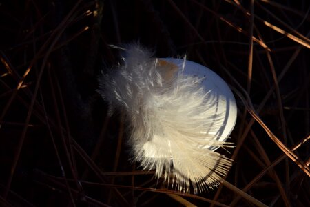 Eggshell bird's nest needles