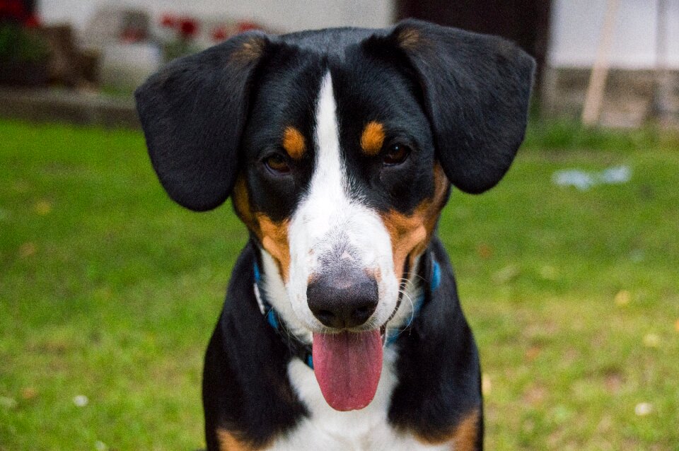 Schweizer sennenhund entlebucher mountain dog pet