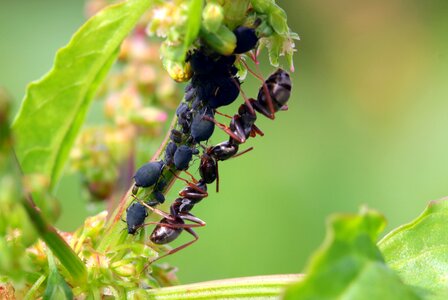 Lasius black ants foraging