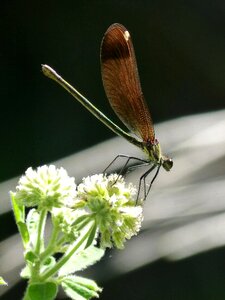 Calopteryx haemorrhoidalis beauty iridescent
