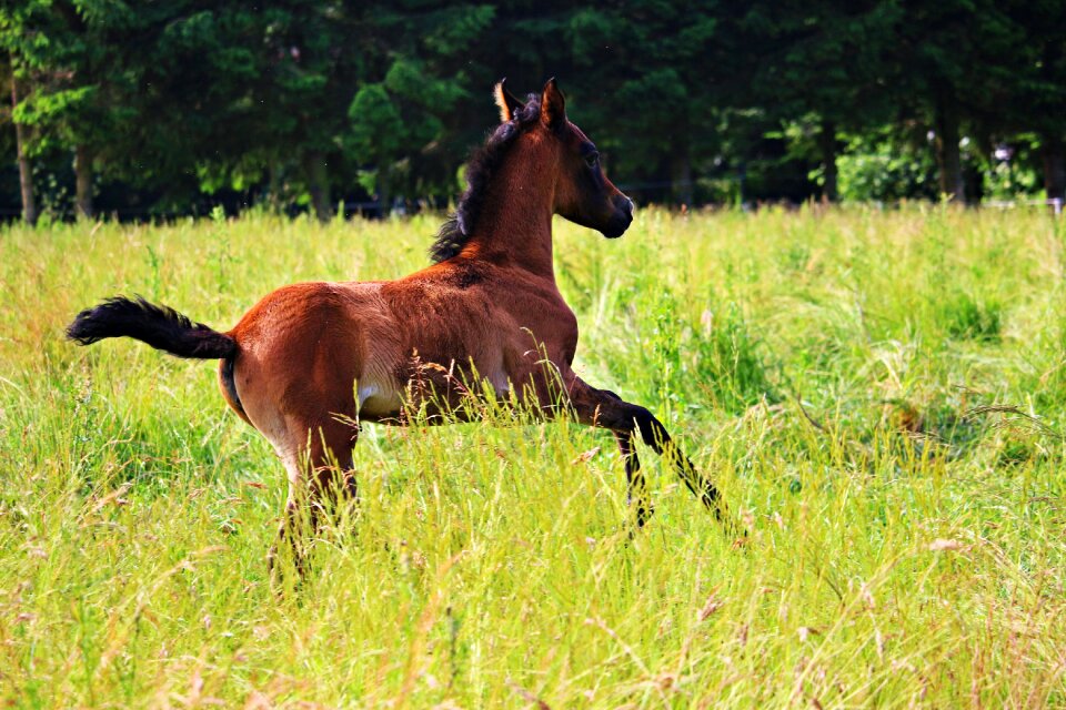 Thoroughbred arabian meadow gallop