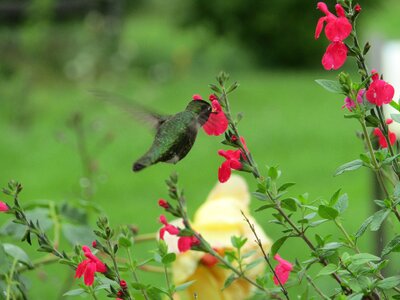 Nature hover animal