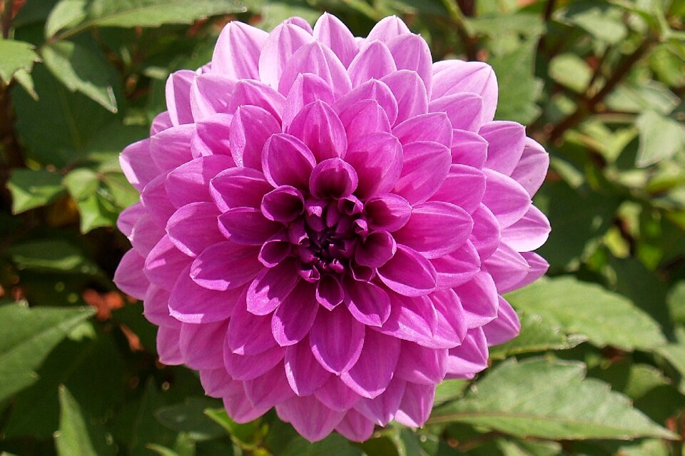 Petal blooming blossom