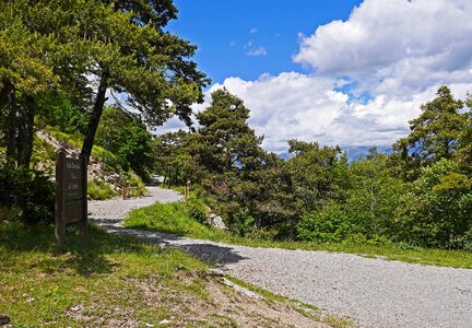 Pine state forest maritime alps photo