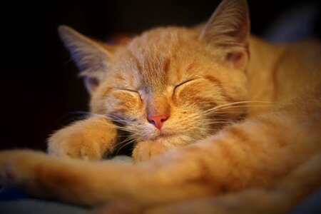 Sleep domestic cat animal