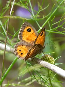 Pyronia bathseba libar cintada saltabardisses