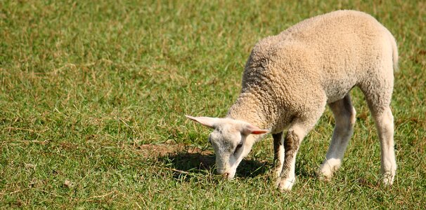 Sheep country natural