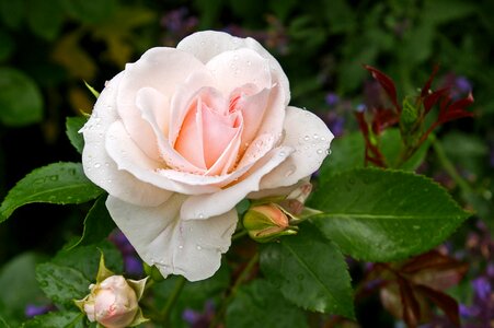 Soft pink white blossom
