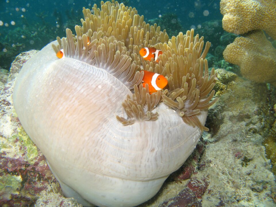 Underwater color nature