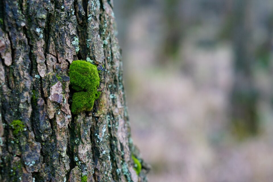 Nature bark fouling