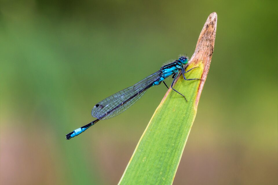 Insect animal animals wildlife