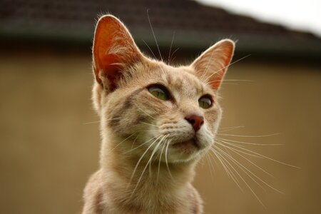 Breed cat mackerel tiger photo