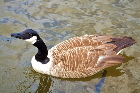 Nature wildlife lake photo