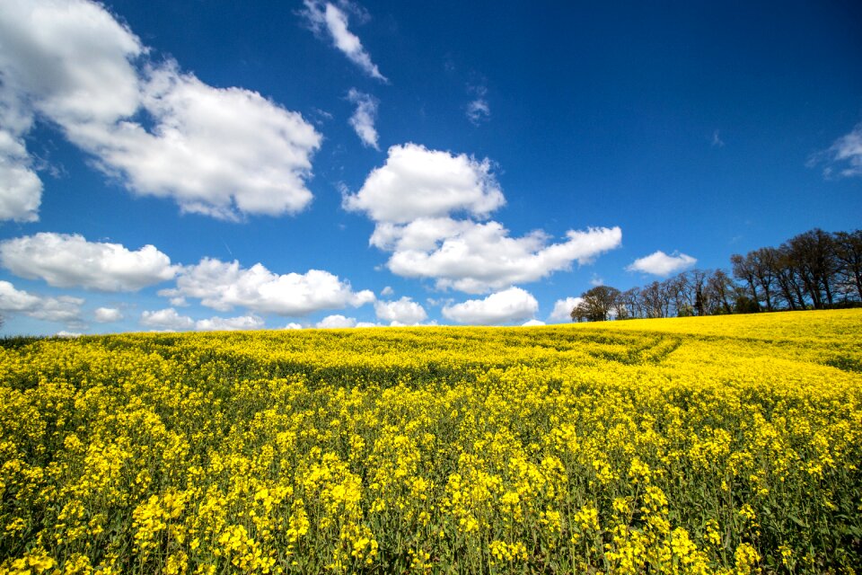 Landscape rape blossom agriculture