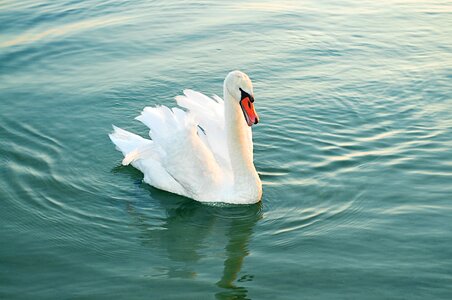 Pride nature schwimmvogel